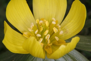 Winterling (Eranthis hyemalis) - Blüte mit Nektarblättern 